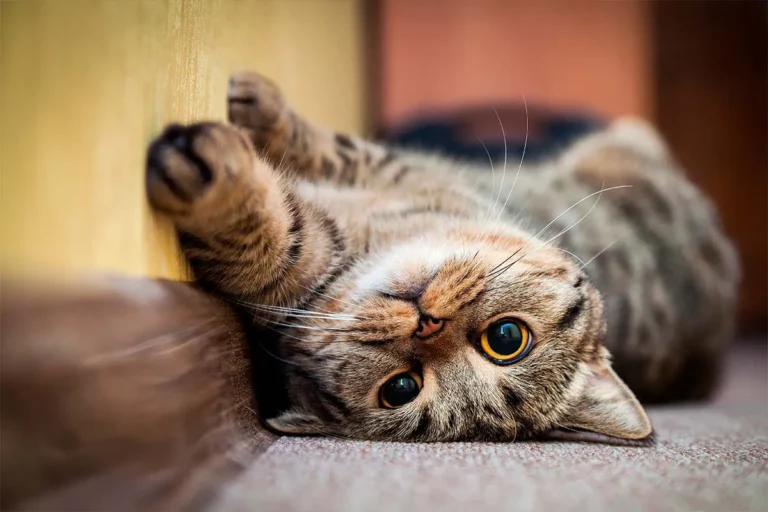 Particularidades-de-los-felinos